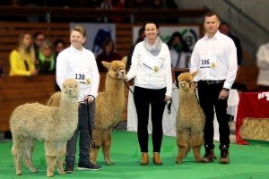Alpakashow Wieselburg Östereich 2020